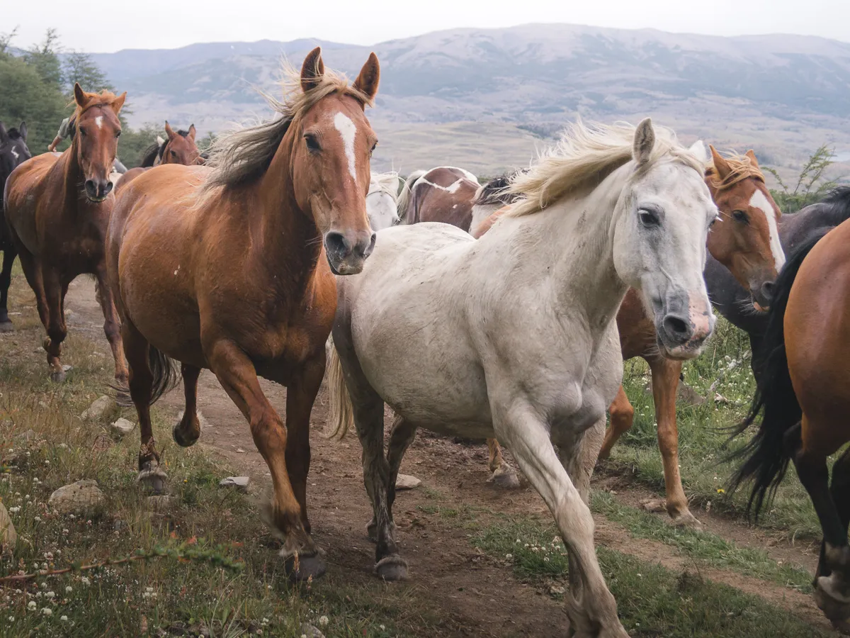 Caballos patagónicos I, Patagonia