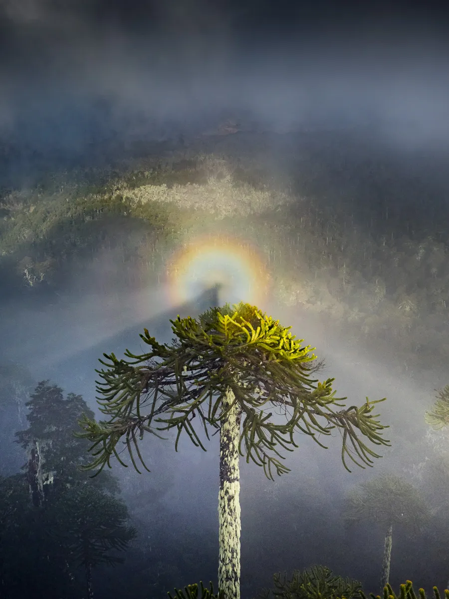 Gloria sobre la araucaria, La Araucanía