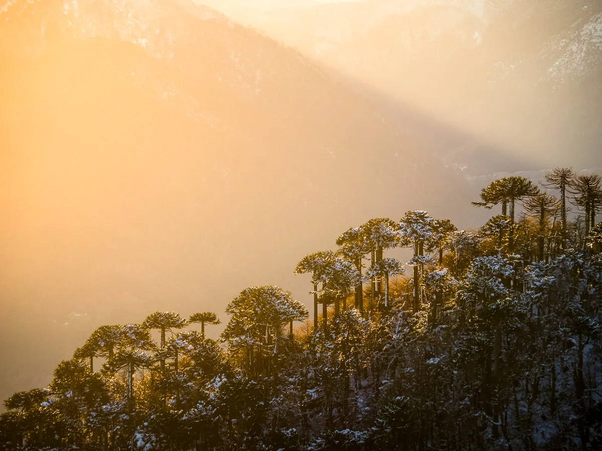 Araucarias al amanecer, Santuario El Cañi