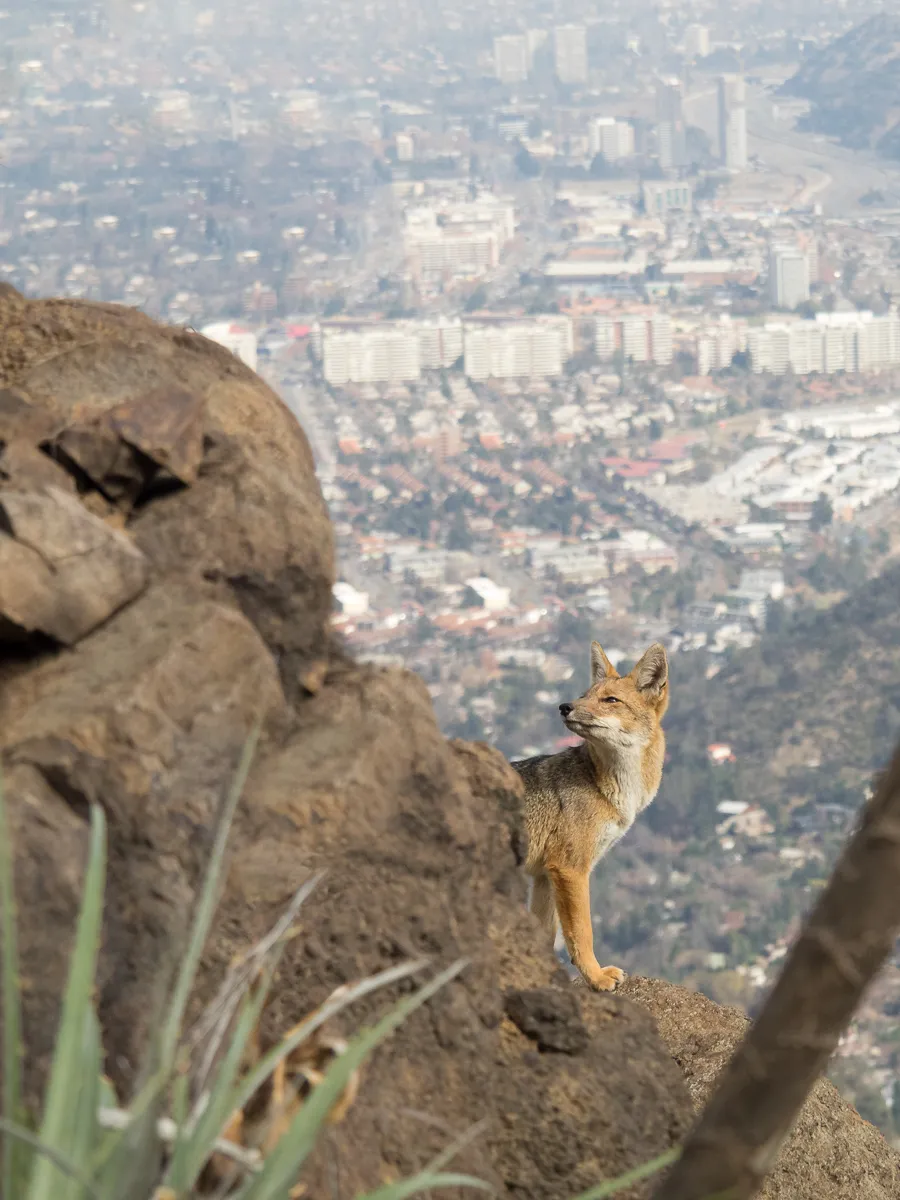 Zorro en el Cerro Pochoco, Cerro Pochoco, Santiago